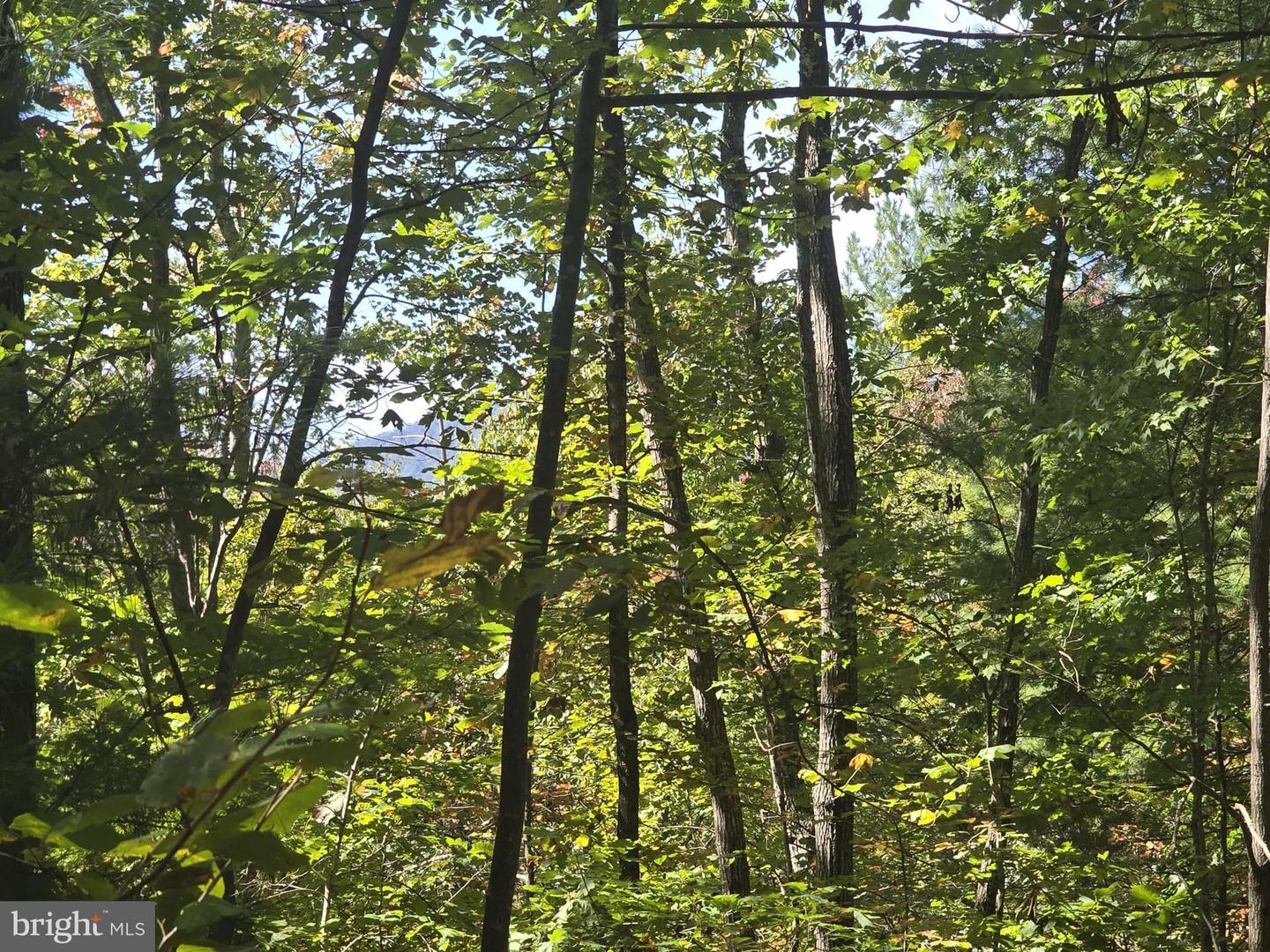 HURT HOLLOW RD, BANCO, Virginia 22711, ,Land,For sale,HURT HOLLOW RD,VAMA2002482 MLS # VAMA2002482
