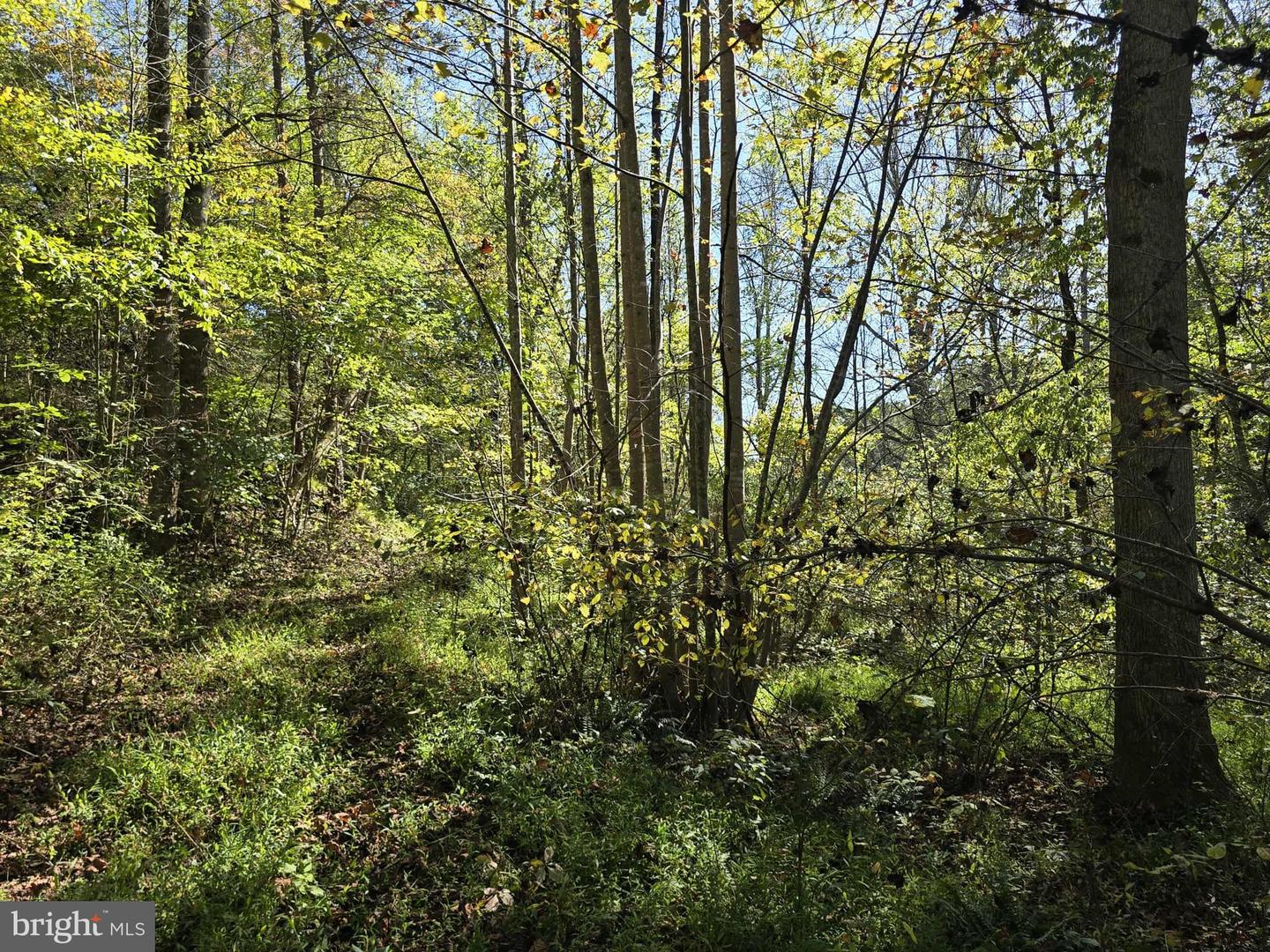 HURT HOLLOW RD, BANCO, Virginia 22711, ,Land,For sale,HURT HOLLOW RD,VAMA2002482 MLS # VAMA2002482