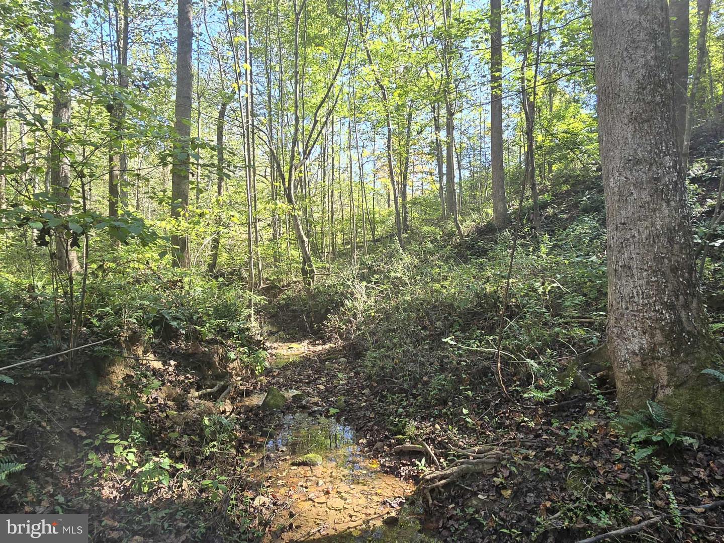 HURT HOLLOW RD, BANCO, Virginia 22711, ,Land,For sale,HURT HOLLOW RD,VAMA2002482 MLS # VAMA2002482