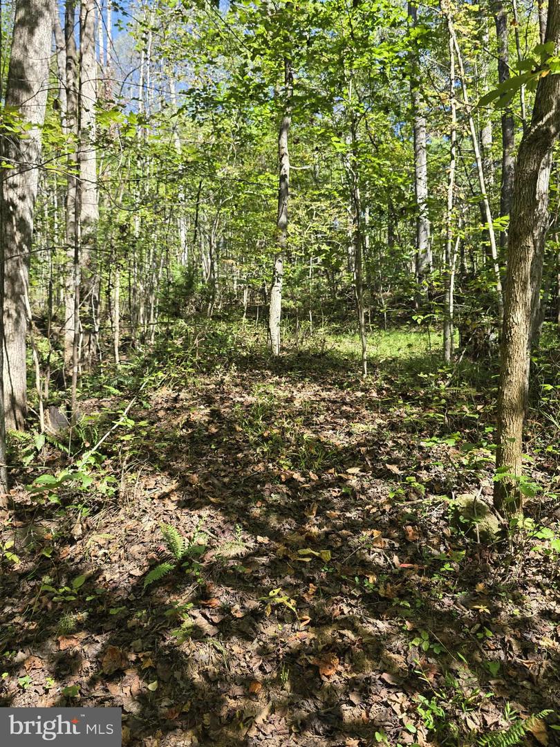 HURT HOLLOW RD, BANCO, Virginia 22711, ,Land,For sale,HURT HOLLOW RD,VAMA2002482 MLS # VAMA2002482