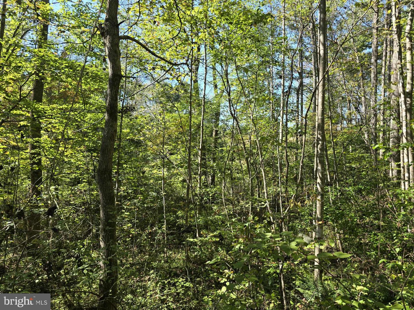 HURT HOLLOW RD, BANCO, Virginia 22711, ,Land,For sale,HURT HOLLOW RD,VAMA2002482 MLS # VAMA2002482