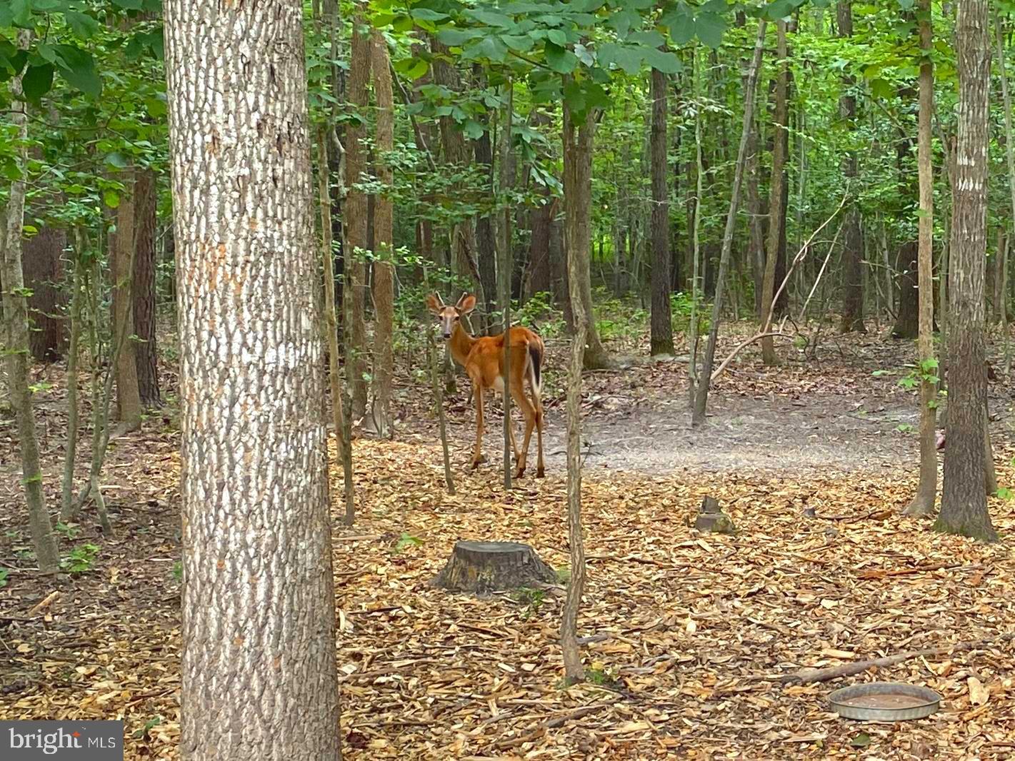 45 SAINT MARYS LN, STAFFORD, Virginia 22556, 4 Bedrooms Bedrooms, 24 Rooms Rooms,2 BathroomsBathrooms,Residential,For sale,45 SAINT MARYS LN,VAST2040956 MLS # VAST2040956