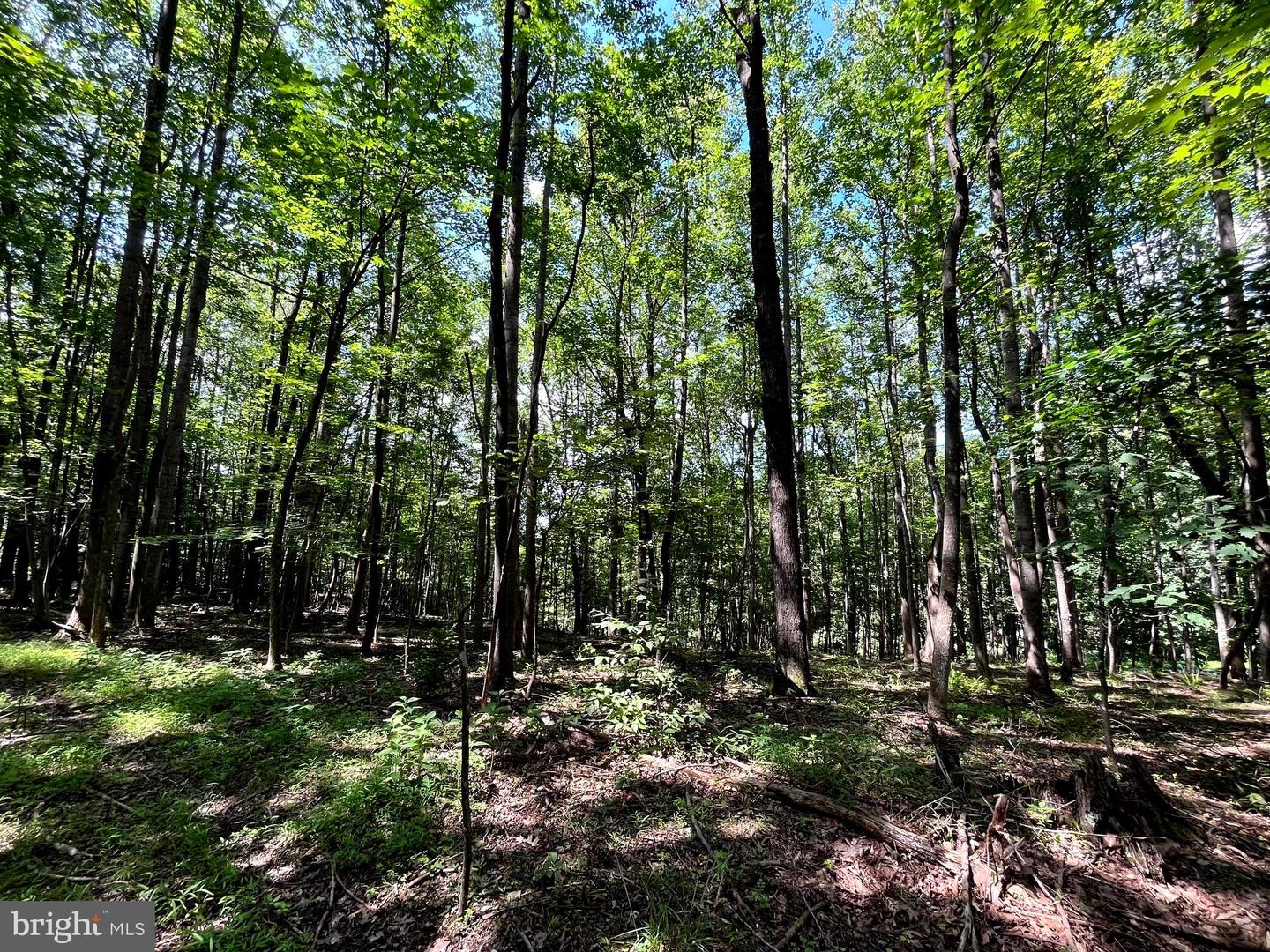 PIONEER LN, BOYCE, Virginia 22620, ,Land,For sale,PIONEER LN,VACL2005978 MLS # VACL2005978