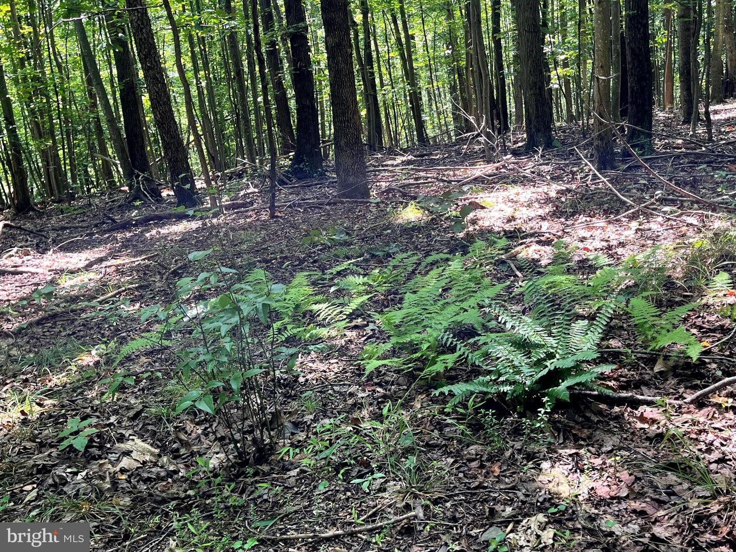 PIONEER LN, BOYCE, Virginia 22620, ,Land,For sale,PIONEER LN,VACL2005978 MLS # VACL2005978