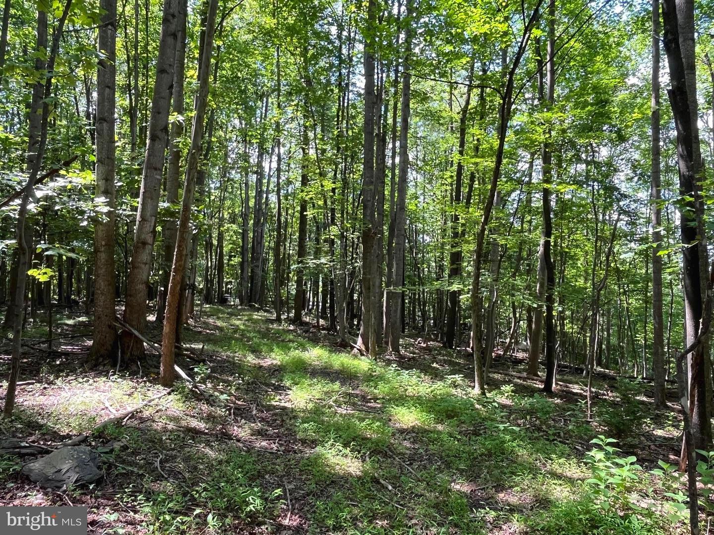 PIONEER LN, BOYCE, Virginia 22620, ,Land,For sale,PIONEER LN,VACL2005978 MLS # VACL2005978