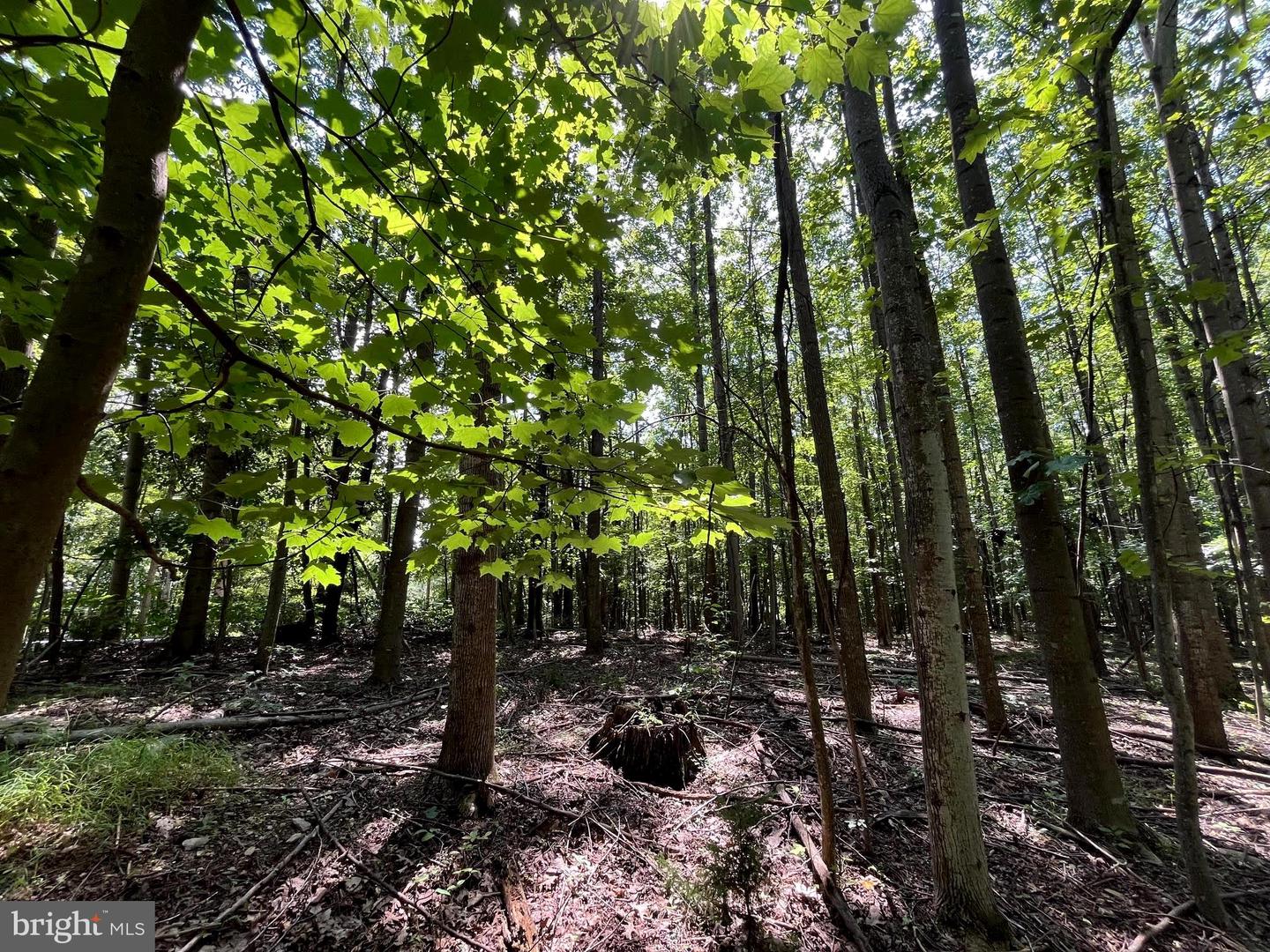 PIONEER LN, BOYCE, Virginia 22620, ,Land,For sale,PIONEER LN,VACL2005978 MLS # VACL2005978