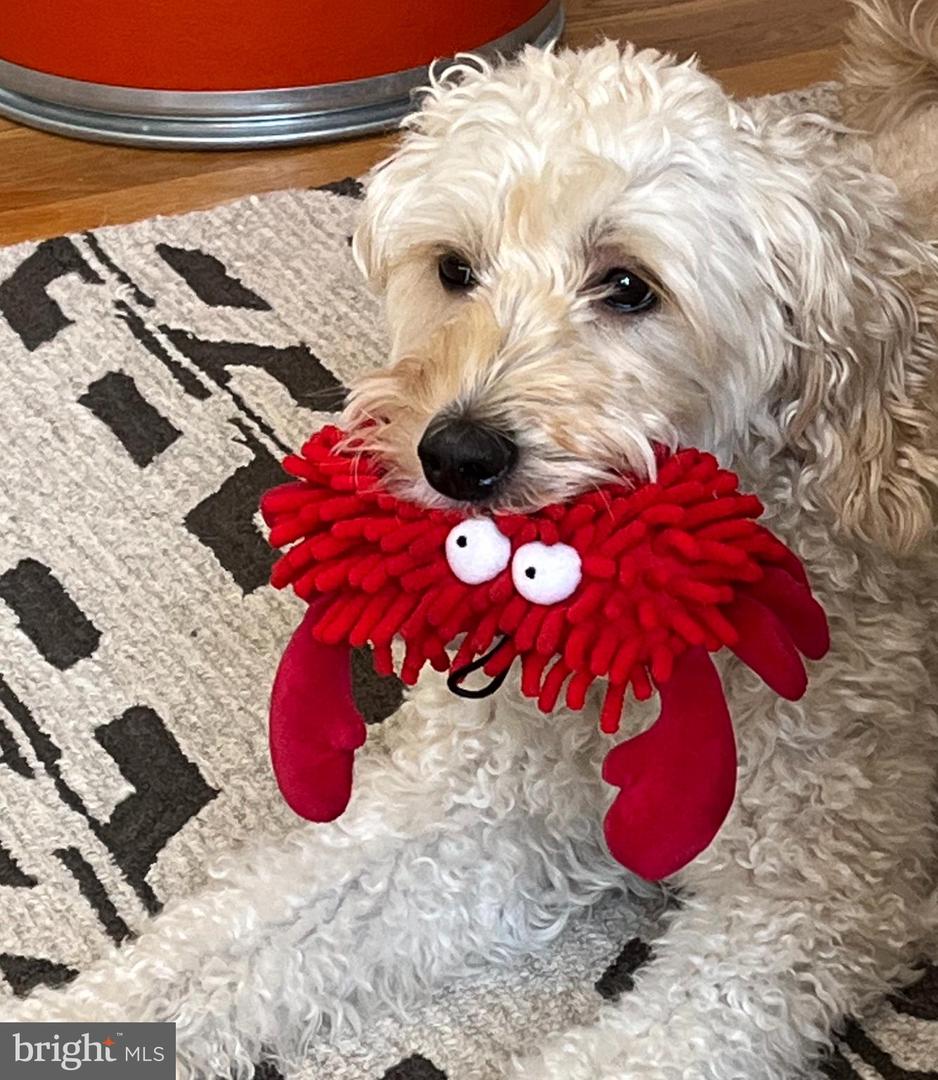 2707 ADAMS MILL RD NW #303, WASHINGTON, District Of Columbia 20009, 1 Bedroom Bedrooms, ,1 BathroomBathrooms,Residential,For sale,2707 ADAMS MILL RD NW #303,DCDC2222216 MLS # DCDC2222216 2707 ADAMS MILL RD NW #303, WASHINGTON, District Of Columbia 20009, 1 Bedroom Bedrooms, ,1 BathroomBathrooms,Residential,For sale,2707 ADAMS MILL RD NW #303,DCDC2222216 MLS # DCDC2222216