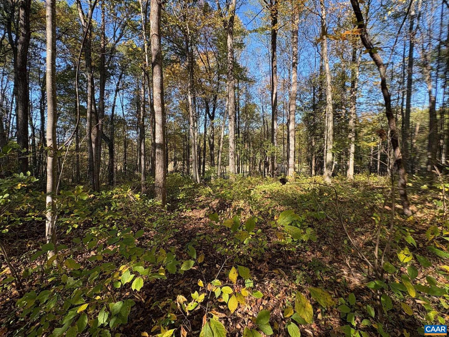 LOT D, TM 24-30 W HOOVER RD #D, REVA, Virginia 22735, ,Land,For sale,LOT D, TM 24-30 W HOOVER RD #D,669990 MLS # 669990 LOT D, TM 24-30 W HOOVER RD #D, REVA, Virginia 22735, ,Land,For sale,LOT D, TM 24-30 W HOOVER RD #D,669990 MLS # 669990