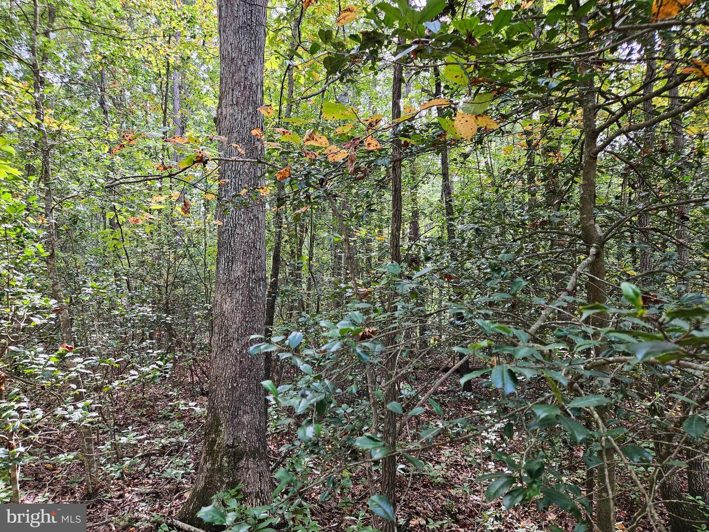 00 OFF OF LONG BRANCH RD, WOODFORD, Virginia 22580, ,Land,For sale,00 OFF OF LONG BRANCH RD,VACV2008996 MLS # VACV2008996