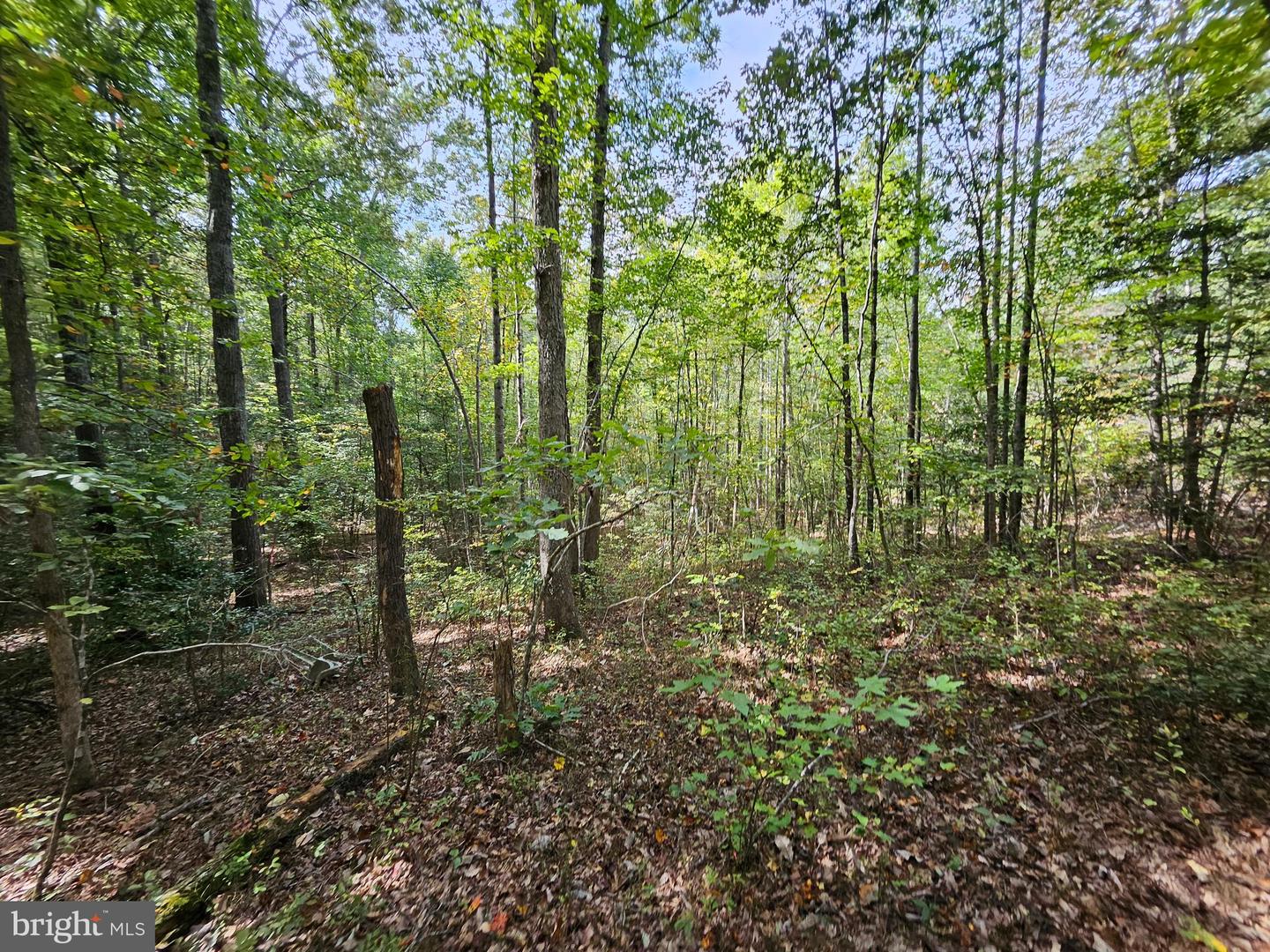 00 OFF OF LONG BRANCH RD, WOODFORD, Virginia 22580, ,Land,For sale,00 OFF OF LONG BRANCH RD,VACV2008996 MLS # VACV2008996
