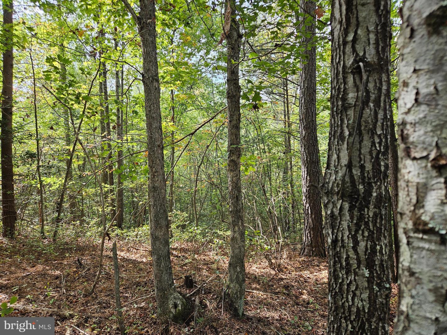 00 OFF OF LONG BRANCH RD, WOODFORD, Virginia 22580, ,Land,For sale,00 OFF OF LONG BRANCH RD,VACV2008996 MLS # VACV2008996