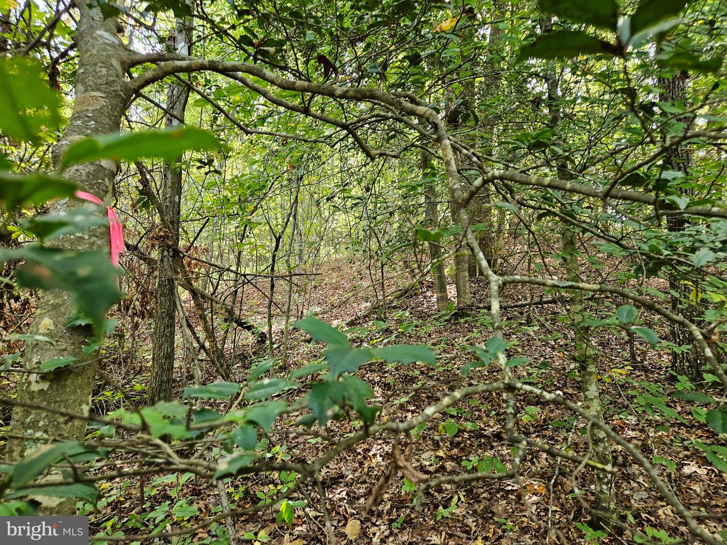 00 OFF OF LONG BRANCH RD, WOODFORD, Virginia 22580, ,Land,For sale,00 OFF OF LONG BRANCH RD,VACV2008996 MLS # VACV2008996