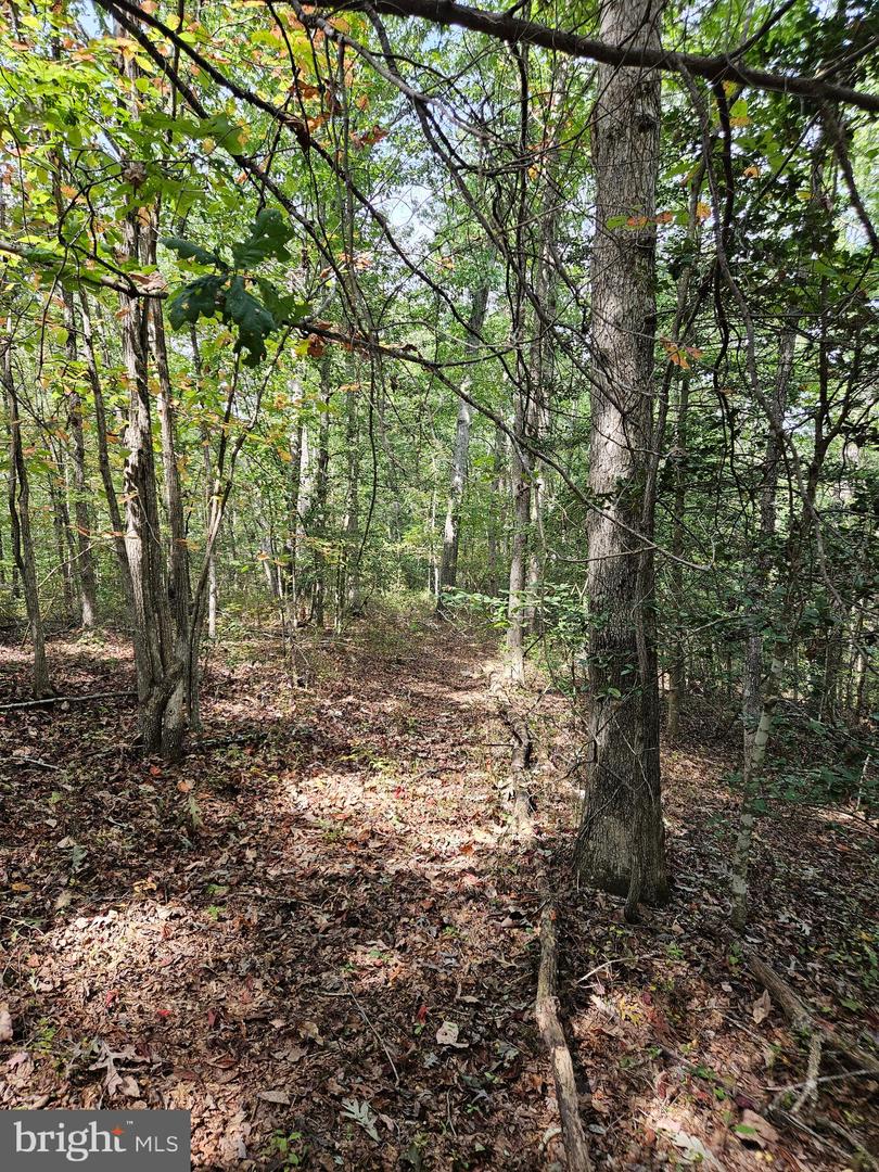 00 OFF OF LONG BRANCH RD, WOODFORD, Virginia 22580, ,Land,For sale,00 OFF OF LONG BRANCH RD,VACV2008996 MLS # VACV2008996