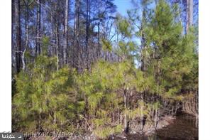 LOT #8 -14TH STREET ESTATES ST, COLONIAL BEACH, Virginia 22443, ,Land,For sale,LOT #8 -14TH STREET ESTATES ST,VAWE2009946 MLS # VAWE2009946