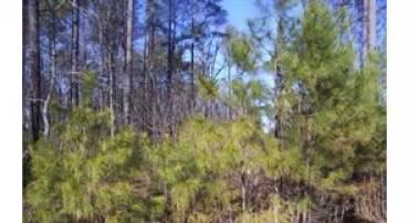 LOT #8 -14TH STREET ESTATES ST, COLONIAL BEACH, Virginia 22443, ,Land,For sale,LOT #8 -14TH STREET ESTATES ST,VAWE2009946 MLS # VAWE2009946