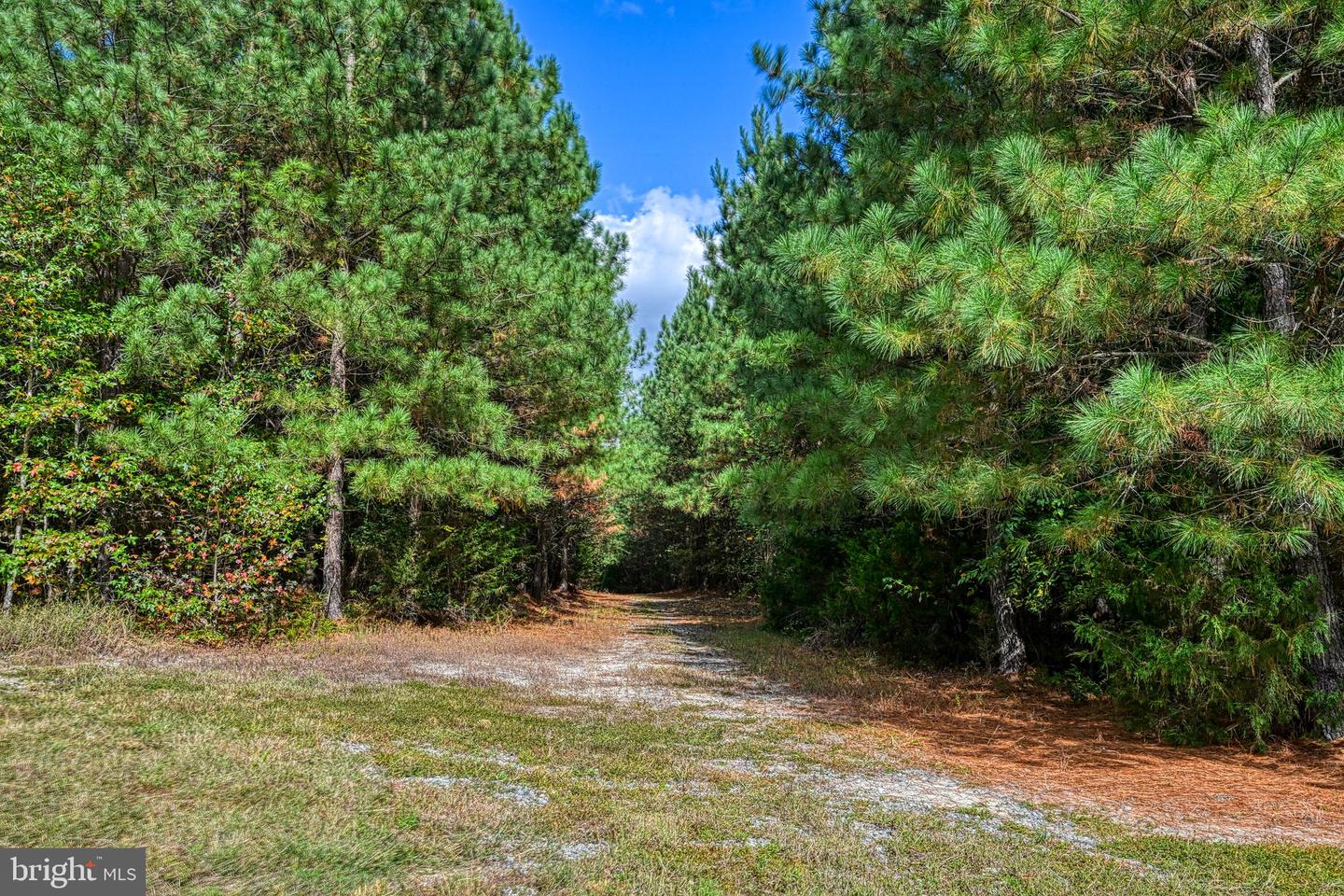 CROSS COUNTRY RD., MINERAL, Virginia 23117, ,Farm,For sale,CROSS COUNTRY RD.,VALA2008722 MLS # VALA2008722