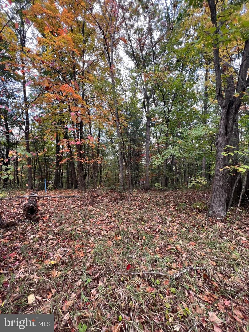 SUPINLICK RIDGE RD, MOUNT JACKSON, Virginia 22842, ,Land,For sale,SUPINLICK RIDGE RD,VASH2012782 MLS # VASH2012782