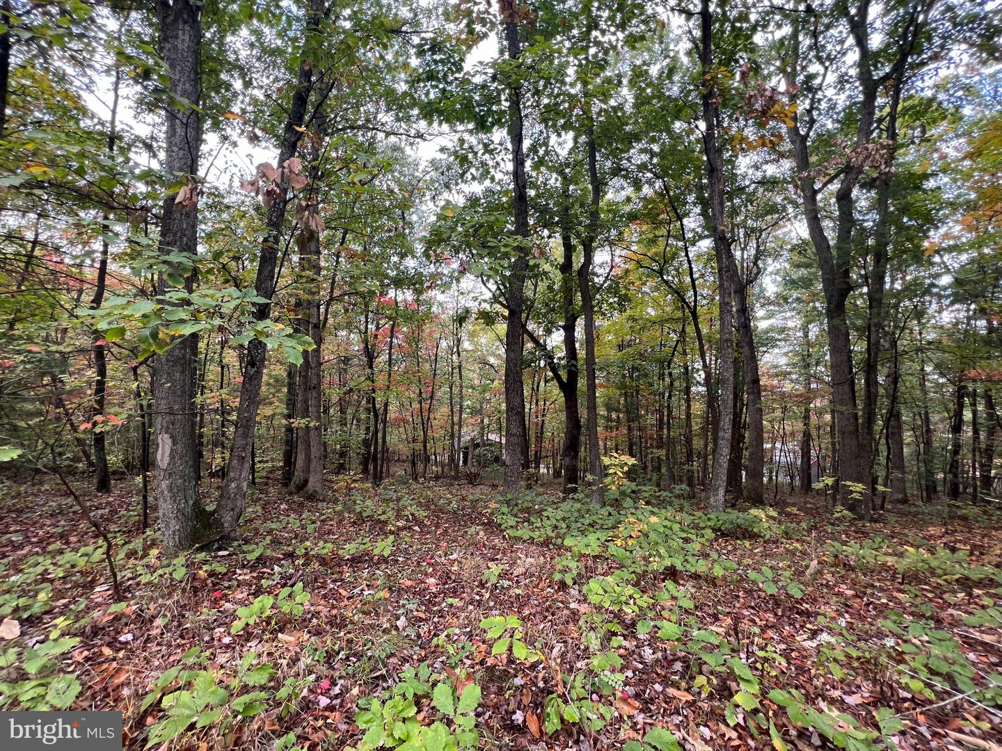 SUPINLICK RIDGE RD, MOUNT JACKSON, Virginia 22842, ,Land,For sale,SUPINLICK RIDGE RD,VASH2012782 MLS # VASH2012782