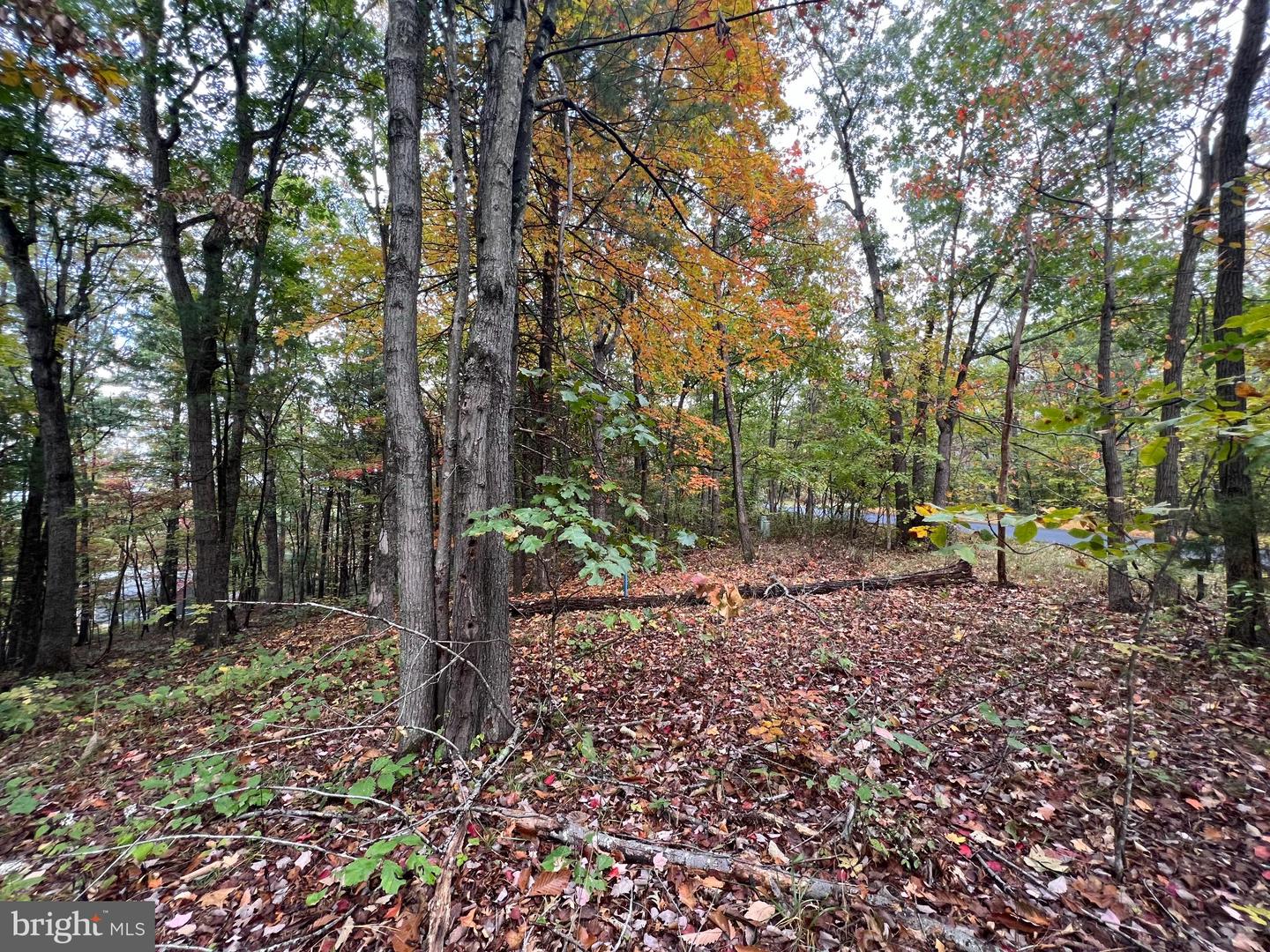 SUPINLICK RIDGE RD, MOUNT JACKSON, Virginia 22842, ,Land,For sale,SUPINLICK RIDGE RD,VASH2012782 MLS # VASH2012782