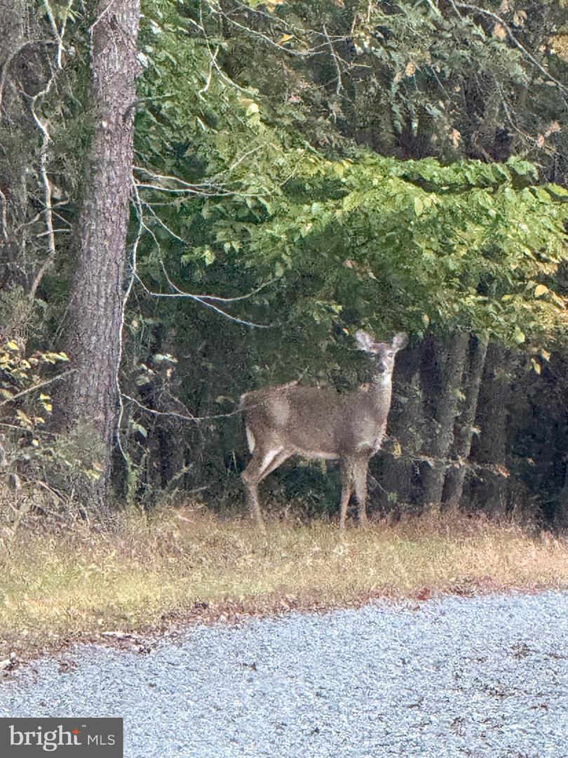 LOT 7 BEECH TREE ROAD, ORANGE, Virginia 22960, ,Land,For sale,LOT 7 BEECH TREE ROAD,VAOR2012544 MLS # VAOR2012544 LOT 7 BEECH TREE ROAD, ORANGE, Virginia 22960, ,Land,For sale,LOT 7 BEECH TREE ROAD,VAOR2012544 MLS # VAOR2012544
