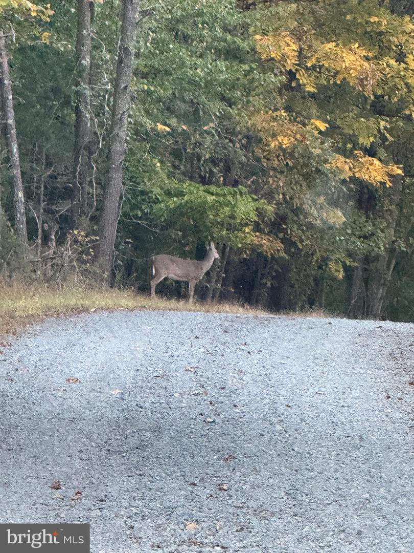 LOT 7 BEECH TREE ROAD, ORANGE, Virginia 22960, ,Land,For sale,LOT 7 BEECH TREE ROAD,VAOR2012544 MLS # VAOR2012544 LOT 7 BEECH TREE ROAD, ORANGE, Virginia 22960, ,Land,For sale,LOT 7 BEECH TREE ROAD,VAOR2012544 MLS # VAOR2012544