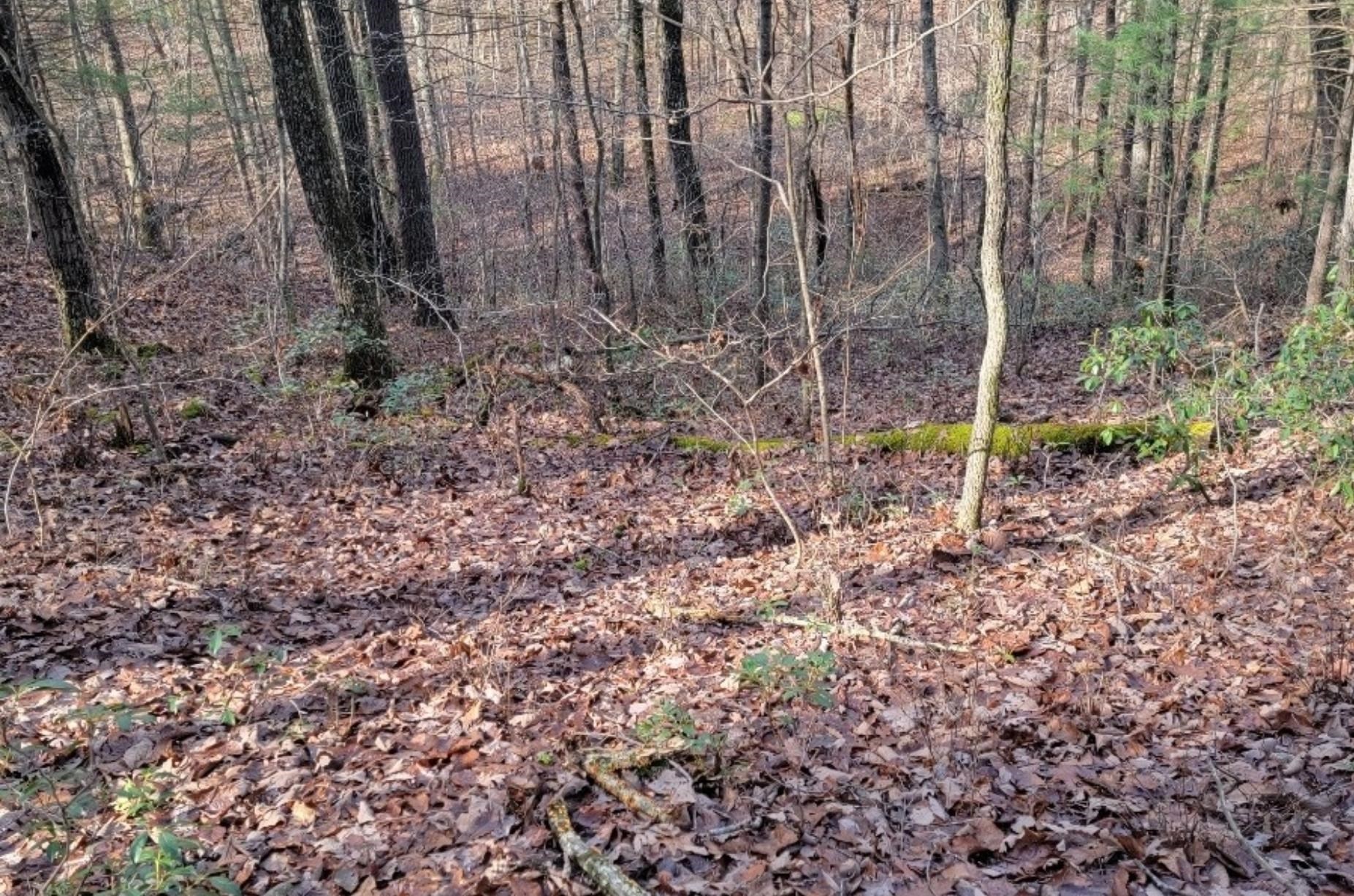 tbd MIRACLE RIDGE RD, ELKTON, Virginia 22827, ,Land,tbd MIRACLE RIDGE RD,670109 MLS # 670109