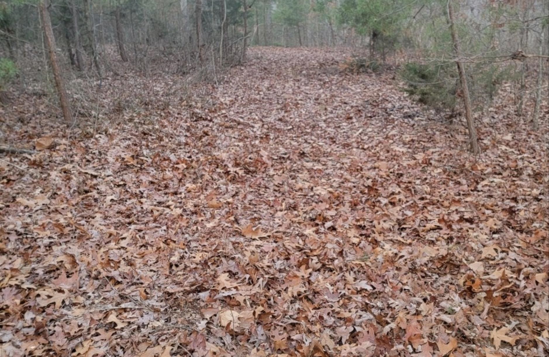 tbd MIRACLE RIDGE RD, ELKTON, Virginia 22827, ,Land,tbd MIRACLE RIDGE RD,670109 MLS # 670109
