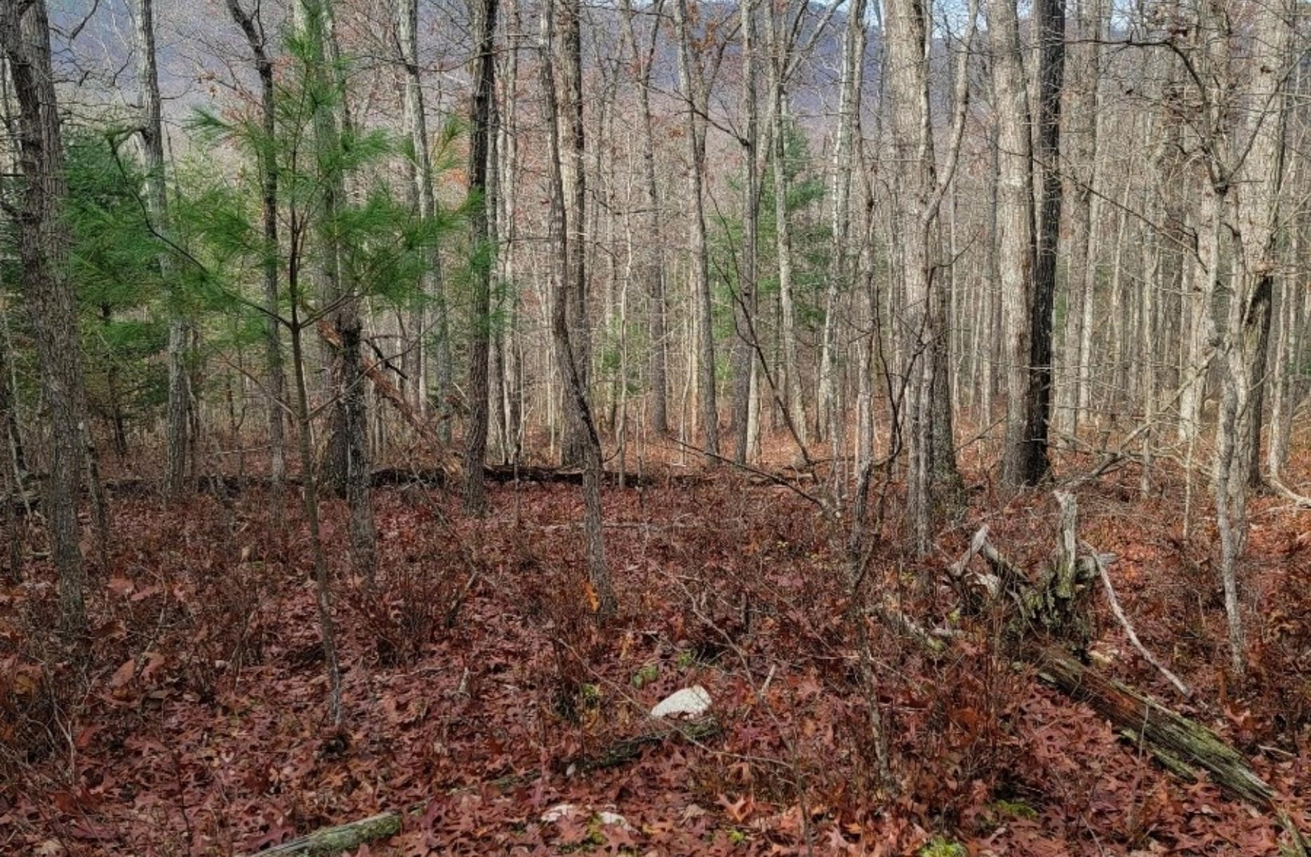 tbd MIRACLE RIDGE RD, ELKTON, Virginia 22827, ,Land,tbd MIRACLE RIDGE RD,670109 MLS # 670109