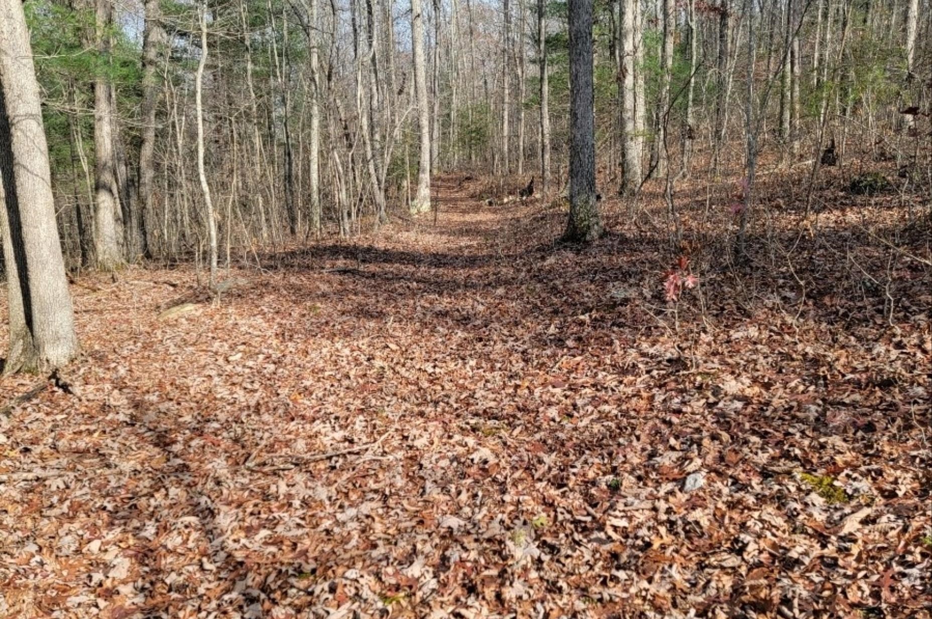 tbd MIRACLE RIDGE RD, ELKTON, Virginia 22827, ,Land,tbd MIRACLE RIDGE RD,670109 MLS # 670109