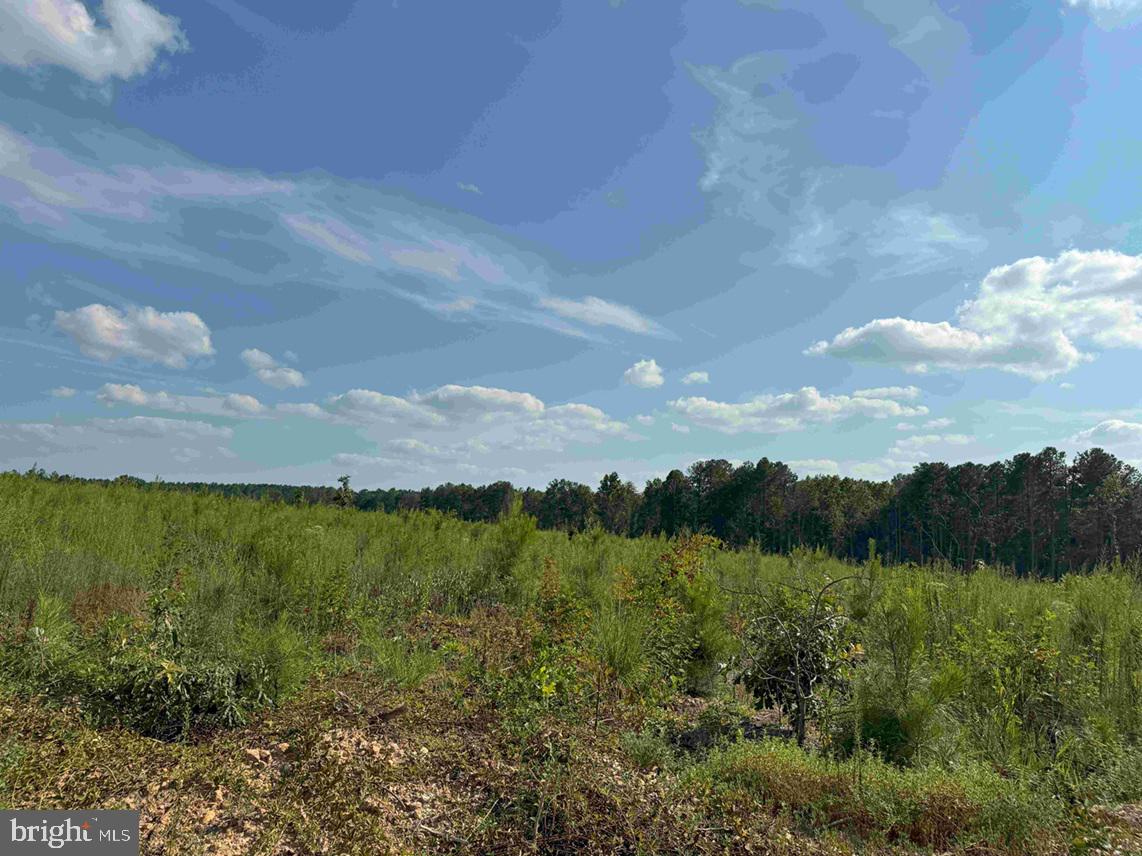 HOLLAND ROAD (TRACT: JR BEDFORD-BOWLES_SIMS-2), COLUMBIA, Virginia 23038, ,Farm,For sale,HOLLAND ROAD (TRACT: JR BEDFORD-BOWLES_SIMS-2),VAFN2000520 MLS # VAFN2000520