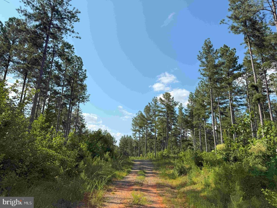 HOLLAND ROAD (TRACT: JR BEDFORD-BOWLES_SIMS-2), COLUMBIA, Virginia 23038, ,Farm,For sale,HOLLAND ROAD (TRACT: JR BEDFORD-BOWLES_SIMS-2),VAFN2000520 MLS # VAFN2000520