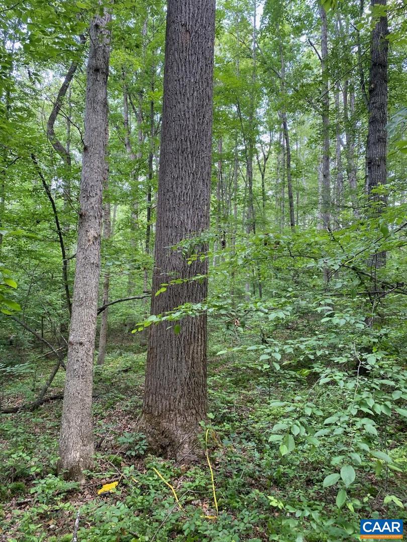 LOT 2 WALDROP CHURCH RD, LOUISA, Virginia 23093, ,Land,For sale,LOT 2 WALDROP CHURCH RD,670129 MLS # 670129