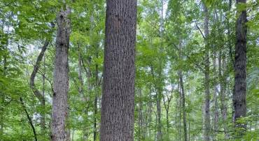 LOT 2 WALDROP CHURCH RD, LOUISA, Virginia 23093, ,Land,For sale,LOT 2 WALDROP CHURCH RD,670129 MLS # 670129