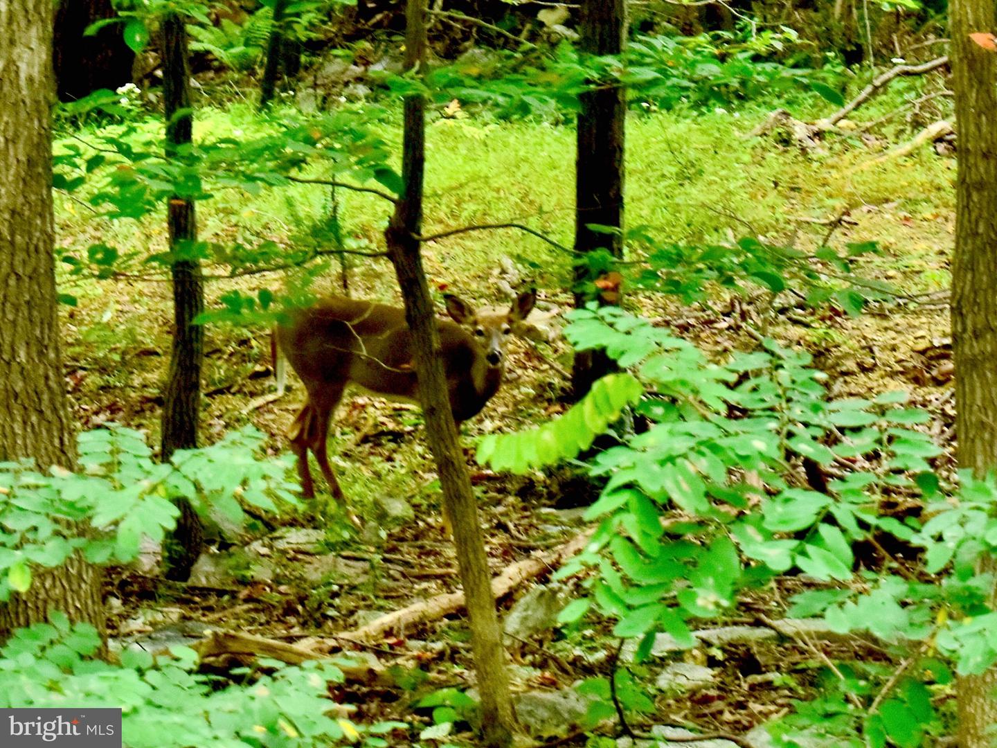 LOT 5A FOX TRL, WINCHESTER, Virginia 22602, ,Land,For sale,-LOT 5A FOX TRL,VAFV2037484 MLS # VAFV2037484 LOT 5A FOX TRL, WINCHESTER, Virginia 22602, ,Land,For sale,-LOT 5A FOX TRL,VAFV2037484 MLS # VAFV2037484