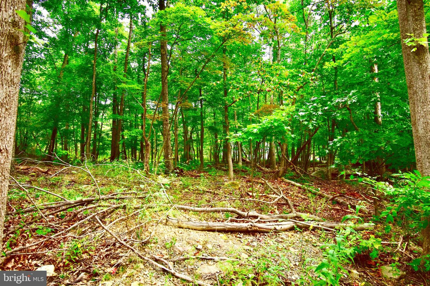 LOT 5A FOX TRL, WINCHESTER, Virginia 22602, ,Land,For sale,-LOT 5A FOX TRL,VAFV2037484 MLS # VAFV2037484 LOT 5A FOX TRL, WINCHESTER, Virginia 22602, ,Land,For sale,-LOT 5A FOX TRL,VAFV2037484 MLS # VAFV2037484