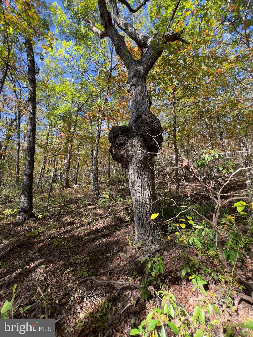 LOT 5A FOX TRL, WINCHESTER, Virginia 22602, ,Land,For sale,-LOT 5A FOX TRL,VAFV2037484 MLS # VAFV2037484 LOT 5A FOX TRL, WINCHESTER, Virginia 22602, ,Land,For sale,-LOT 5A FOX TRL,VAFV2037484 MLS # VAFV2037484