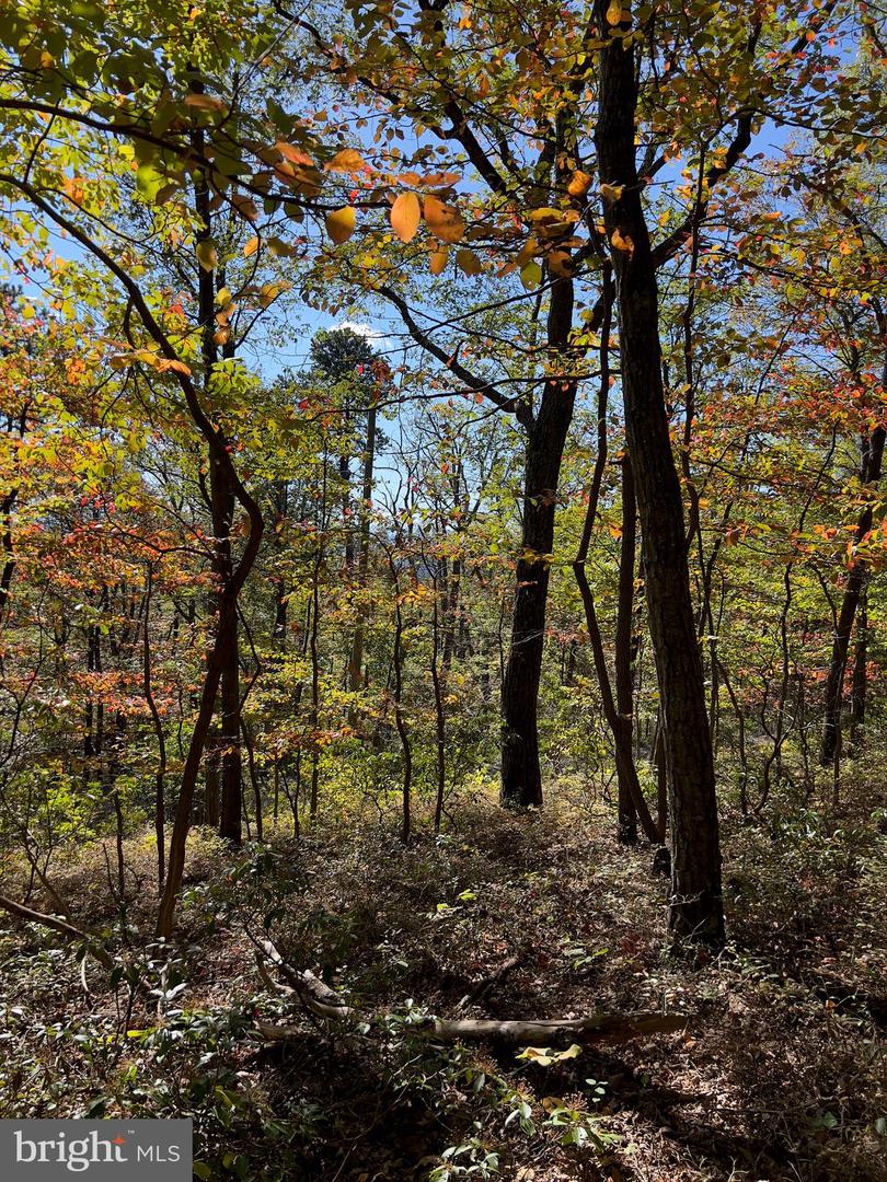 LOT 5A FOX TRL, WINCHESTER, Virginia 22602, ,Land,For sale,-LOT 5A FOX TRL,VAFV2037484 MLS # VAFV2037484 LOT 5A FOX TRL, WINCHESTER, Virginia 22602, ,Land,For sale,-LOT 5A FOX TRL,VAFV2037484 MLS # VAFV2037484