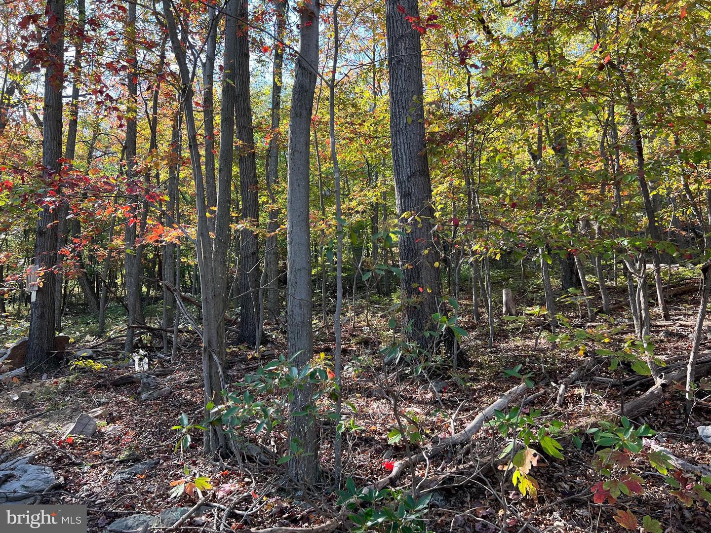 LOT 5A FOX TRL, WINCHESTER, Virginia 22602, ,Land,For sale,-LOT 5A FOX TRL,VAFV2037484 MLS # VAFV2037484 LOT 5A FOX TRL, WINCHESTER, Virginia 22602, ,Land,For sale,-LOT 5A FOX TRL,VAFV2037484 MLS # VAFV2037484