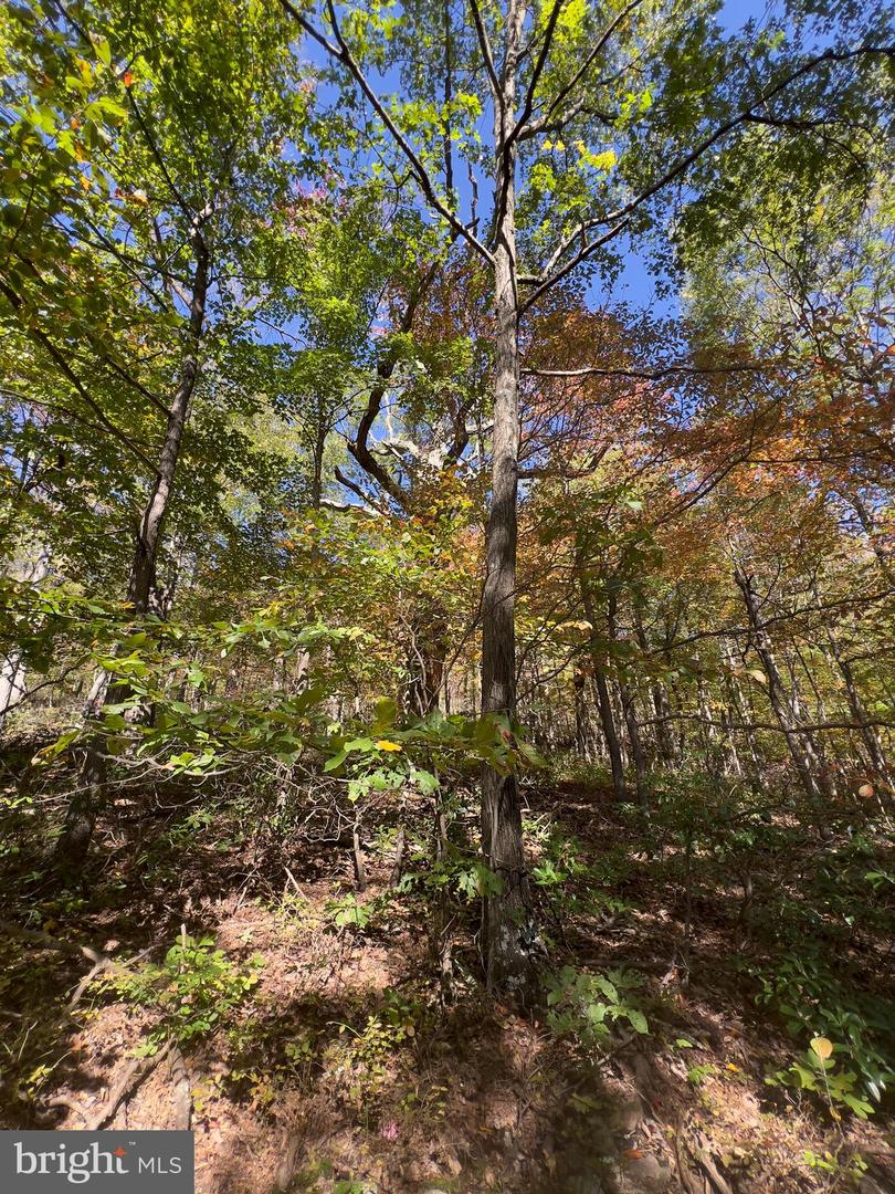 LOT 5A FOX TRL, WINCHESTER, Virginia 22602, ,Land,For sale,-LOT 5A FOX TRL,VAFV2037484 MLS # VAFV2037484 LOT 5A FOX TRL, WINCHESTER, Virginia 22602, ,Land,For sale,-LOT 5A FOX TRL,VAFV2037484 MLS # VAFV2037484