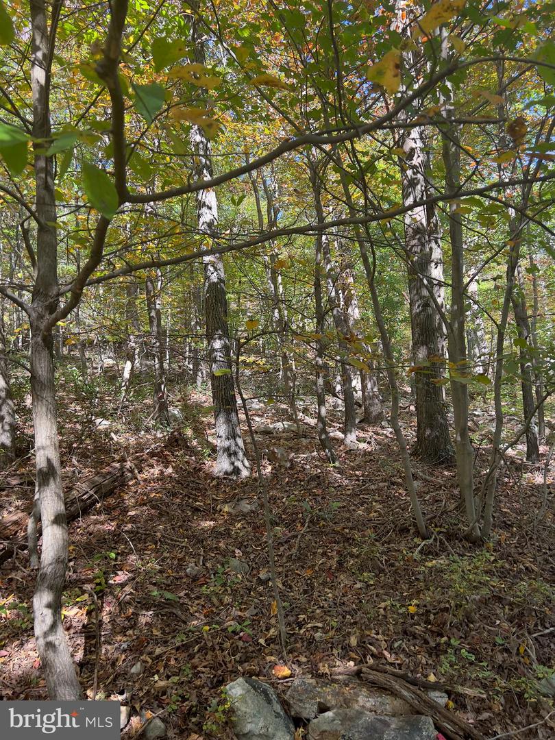 LOT 5A FOX TRL, WINCHESTER, Virginia 22602, ,Land,For sale,-LOT 5A FOX TRL,VAFV2037484 MLS # VAFV2037484 LOT 5A FOX TRL, WINCHESTER, Virginia 22602, ,Land,For sale,-LOT 5A FOX TRL,VAFV2037484 MLS # VAFV2037484