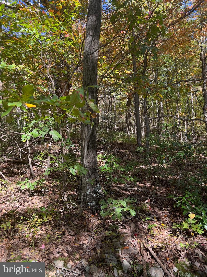 LOT 5A FOX TRL, WINCHESTER, Virginia 22602, ,Land,For sale,-LOT 5A FOX TRL,VAFV2037484 MLS # VAFV2037484 LOT 5A FOX TRL, WINCHESTER, Virginia 22602, ,Land,For sale,-LOT 5A FOX TRL,VAFV2037484 MLS # VAFV2037484