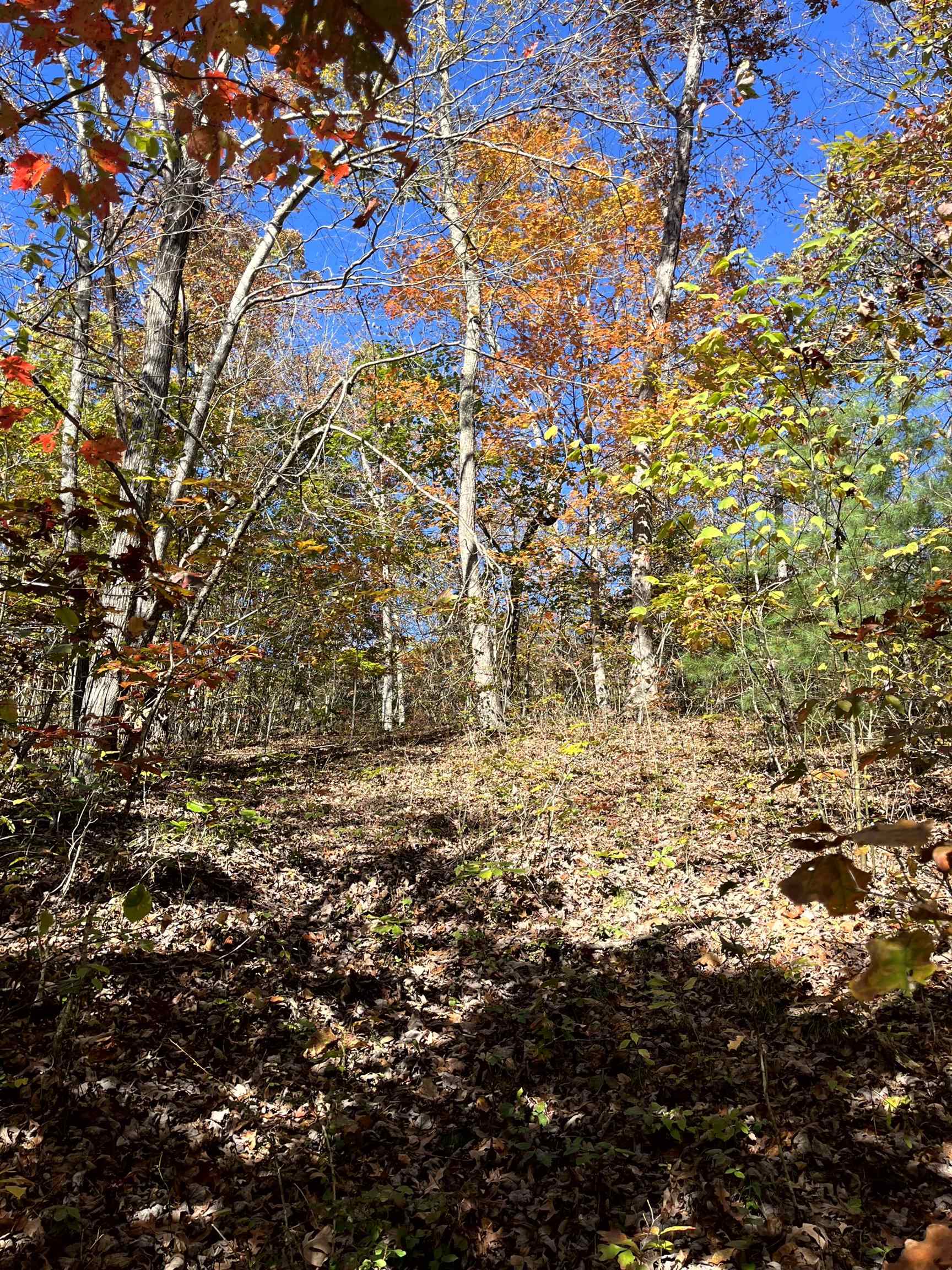 TBD BUFFALO GAP HWY, SWOOPE, Virginia 24479, ,Land,TBD BUFFALO GAP HWY,670158 MLS # 670158