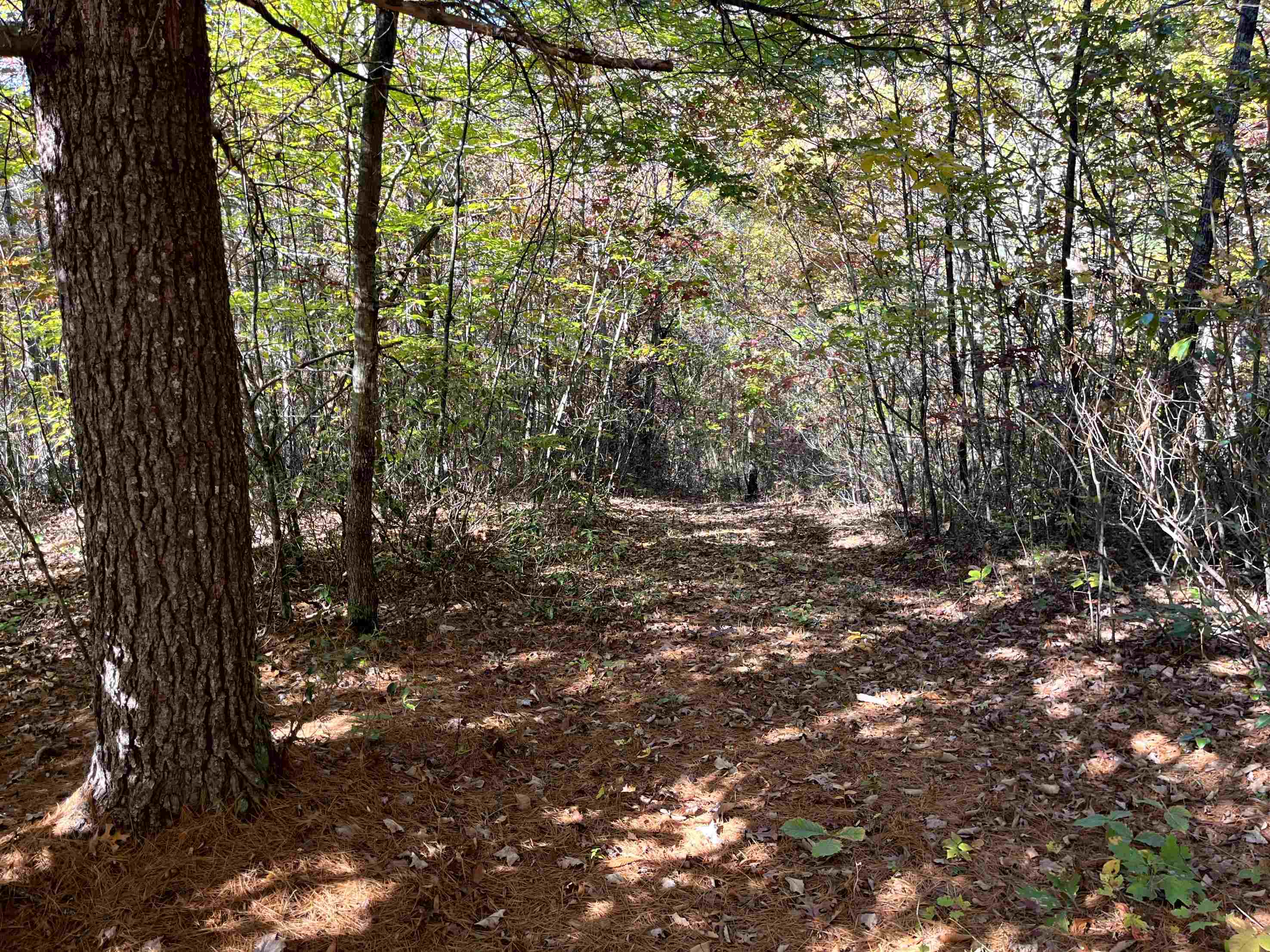 TBD BUFFALO GAP HWY, SWOOPE, Virginia 24479, ,Land,TBD BUFFALO GAP HWY,670158 MLS # 670158