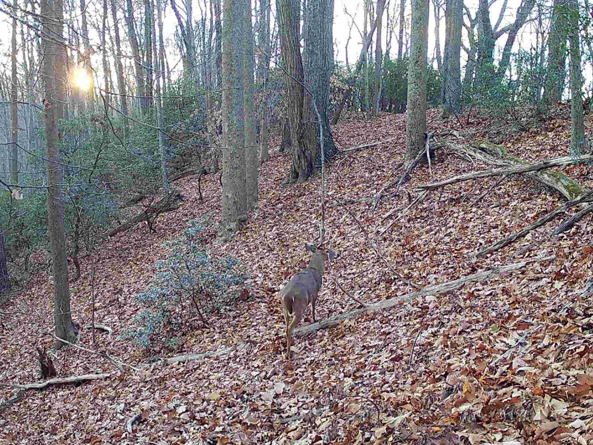 TBD DAVIS CREEK LN, LOVINGSTON, Virginia 22949, ,Land,TBD DAVIS CREEK LN,670180 MLS # 670180