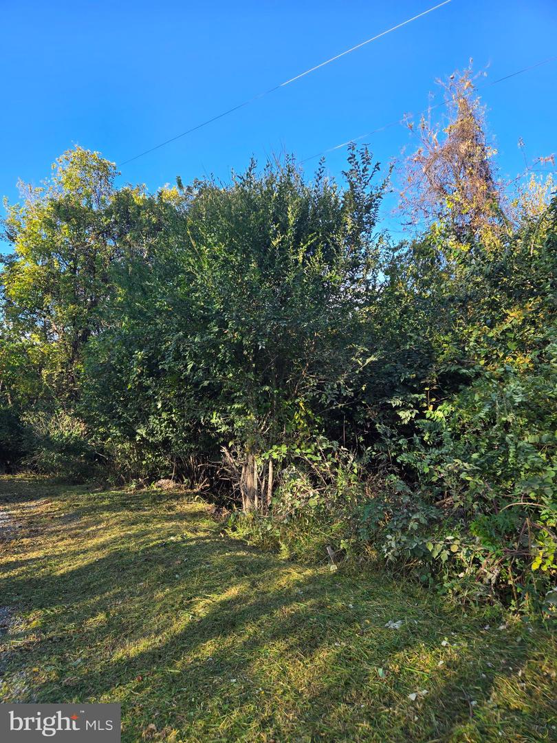 47 NEWTON, LINDEN, Virginia 22642, ,Land,For sale,47 NEWTON,VAWR2012590 MLS # VAWR2012590 47 NEWTON, LINDEN, Virginia 22642, ,Land,For sale,47 NEWTON,VAWR2012590 MLS # VAWR2012590