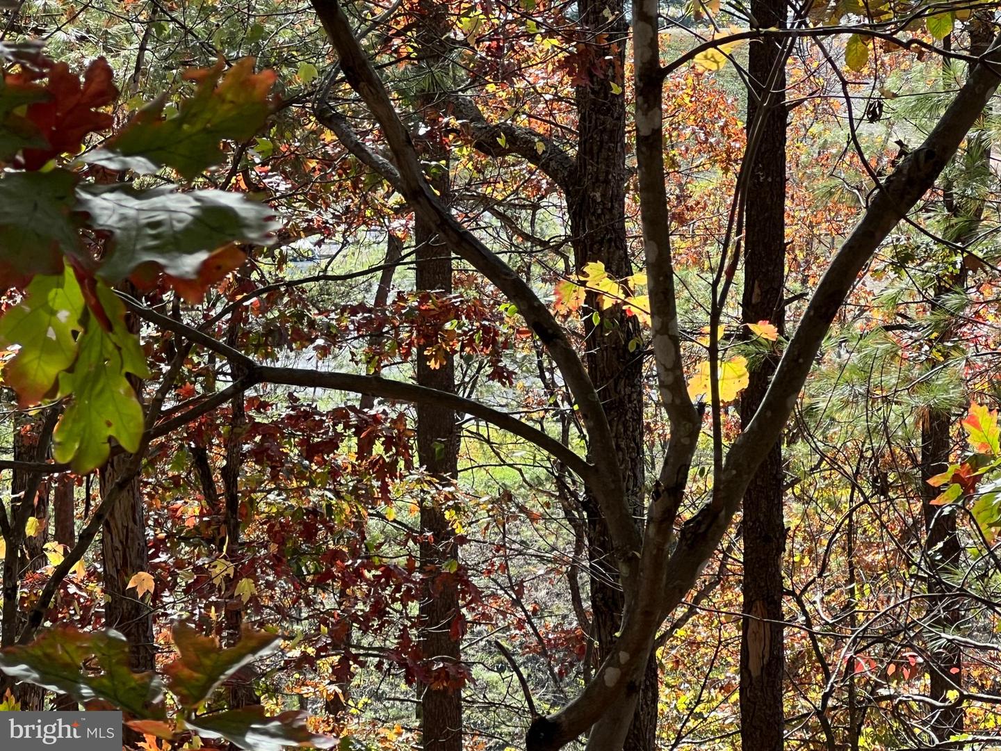0 BRENDA LN, BASYE, Virginia 22810, ,Land,For sale,0 BRENDA LN,VASH2012808 MLS # VASH2012808 0 BRENDA LN, BASYE, Virginia 22810, ,Land,For sale,0 BRENDA LN,VASH2012808 MLS # VASH2012808
