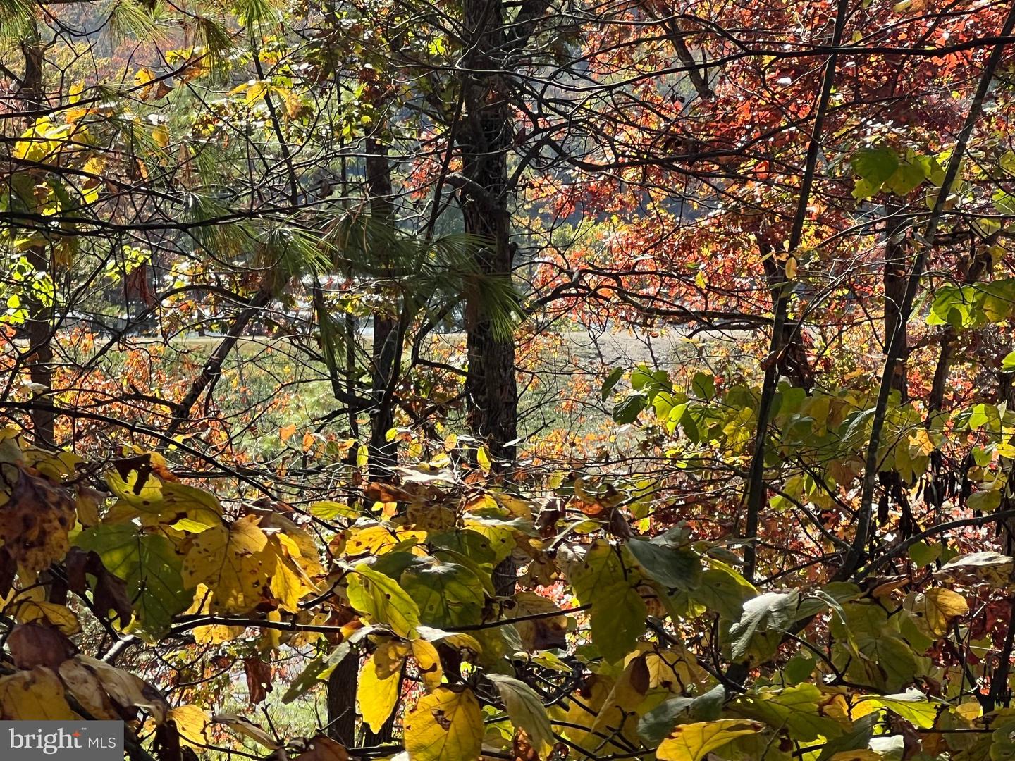 0 BRENDA LN, BASYE, Virginia 22810, ,Land,For sale,0 BRENDA LN,VASH2012808 MLS # VASH2012808 0 BRENDA LN, BASYE, Virginia 22810, ,Land,For sale,0 BRENDA LN,VASH2012808 MLS # VASH2012808
