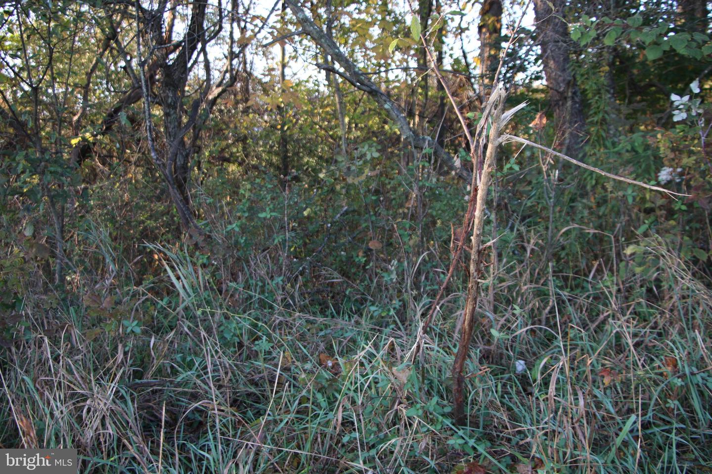 FROG HOLLOW RD, WINCHESTER, Virginia 22603, ,Farm,For sale,FROG HOLLOW RD,VAFV2037502 MLS # VAFV2037502