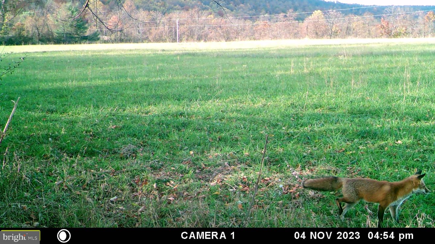 FROG HOLLOW RD, WINCHESTER, Virginia 22603, ,Farm,For sale,FROG HOLLOW RD,VAFV2037502 MLS # VAFV2037502