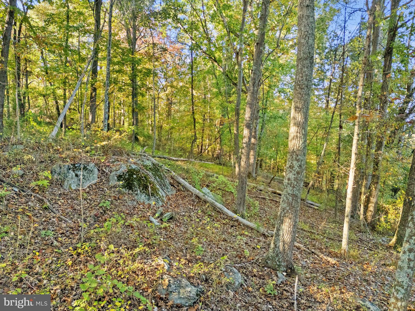 6450 JOHN BARTON PAYNE RD, MARSHALL, Virginia 20115, ,Land,For sale,6450 JOHN BARTON PAYNE RD,VAFQ2019442 MLS # VAFQ2019442